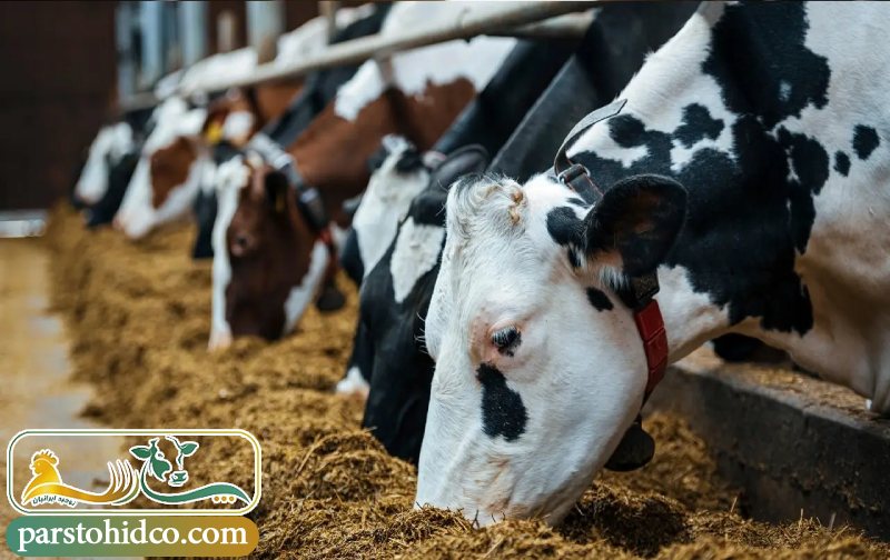 خوراک‌ های ویژه برای شرایط خاص 